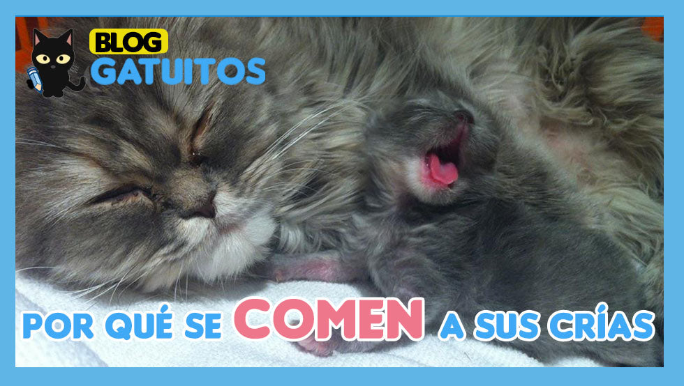 Pueden comerse a sus crías – Gatuitos 🐈