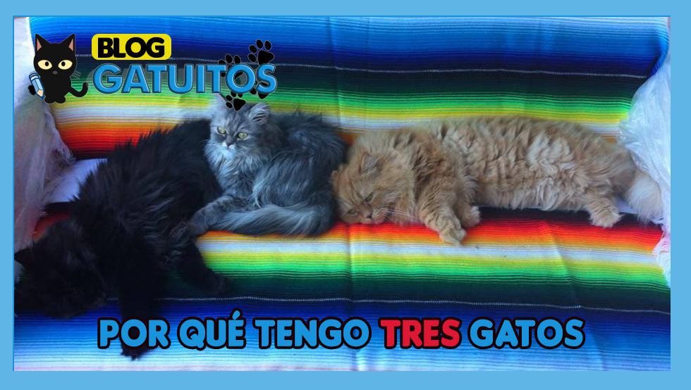 ¿Por qué tengo 3 gatos?