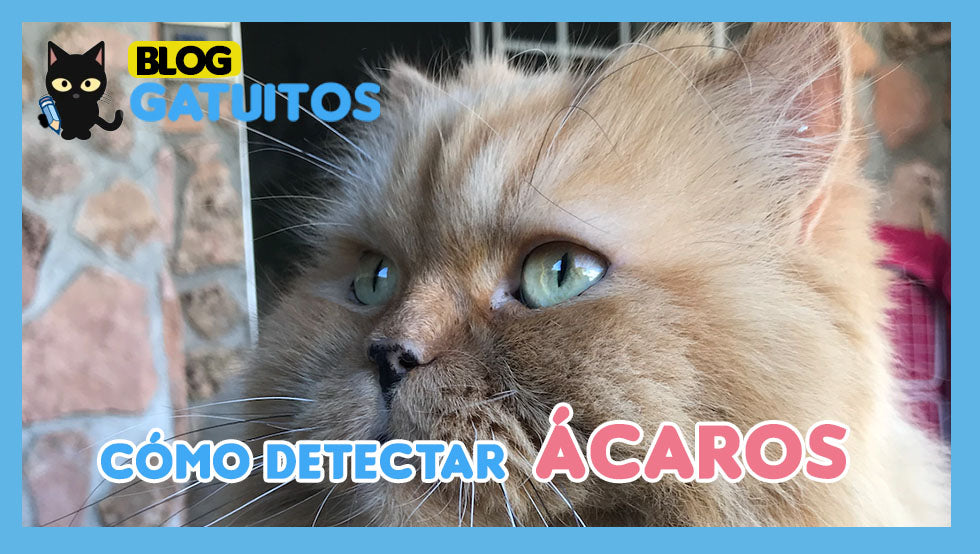 Ácaros en gatos: aprende a detectarlos
