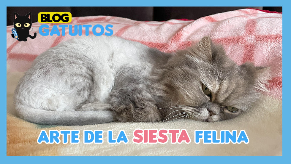 Arte de la siesta felina: consejos para garantizar un descanso plácido