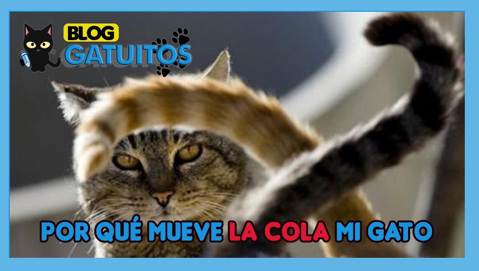 Por qué mueve mi gato la cola