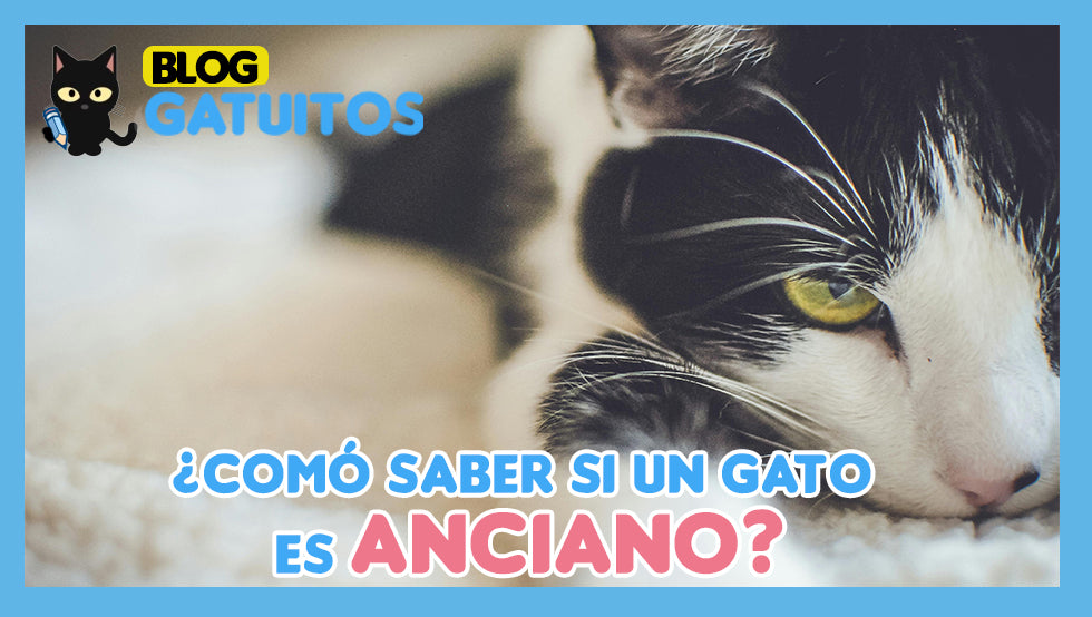 Gatos ancianos: cuando un gato envejece