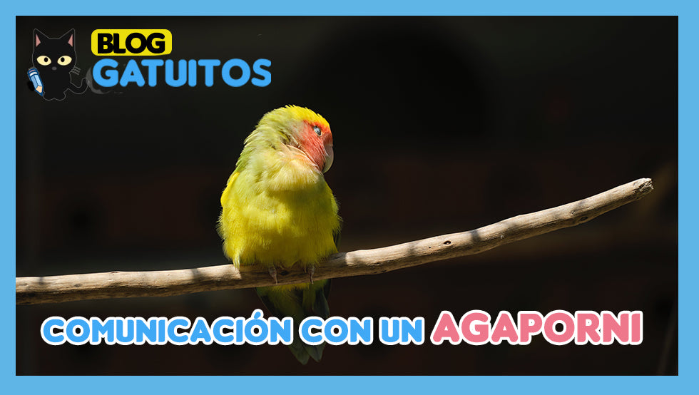 Comunicación con un agaporni