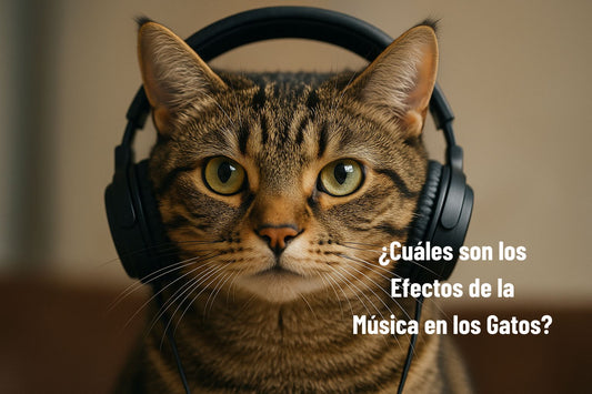 Gatos música