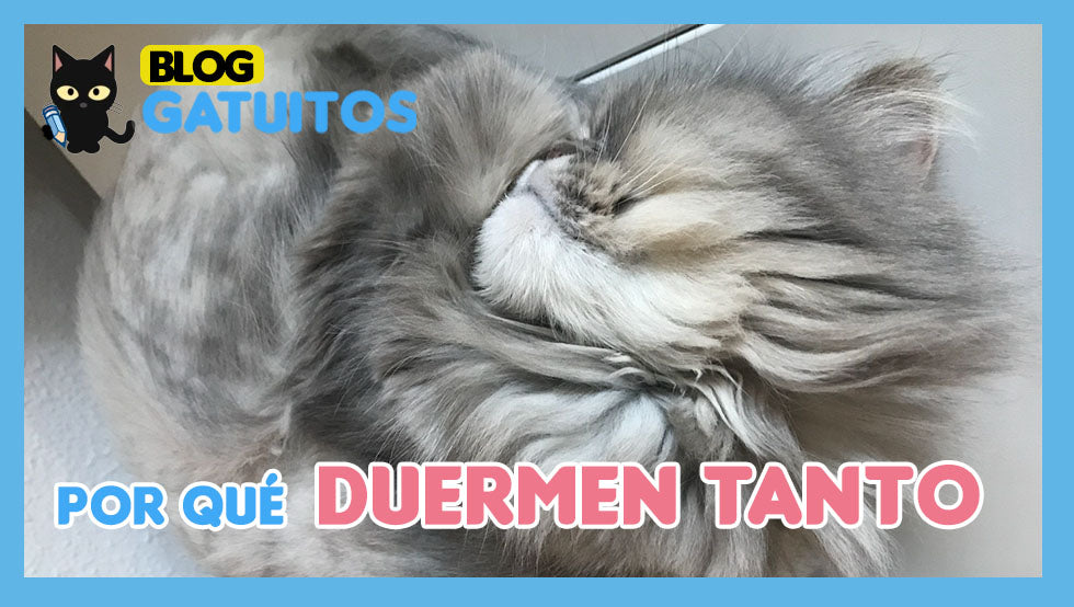 Por qué duermen tanto los gatos