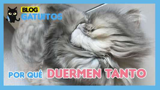 Por qué duermen tanto los gatos