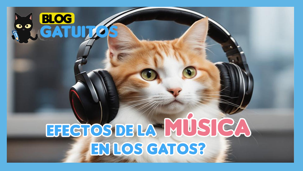 Gatos y música: lo que debes saber