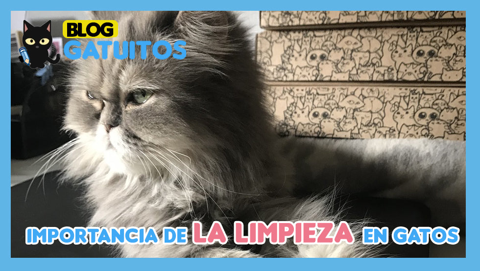 Mi gato no se asea. Importancia de la limpieza en gatos
