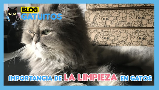 Mi gato no se asea. Importancia de la limpieza en gatos