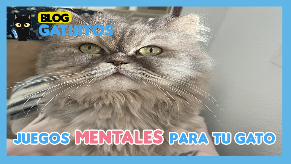 Juegos mentales para gatos: ejercicios que estimulan su intelecto