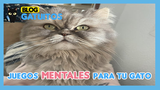 Juegos mentales para gatos: ejercicios que estimulan su intelecto
