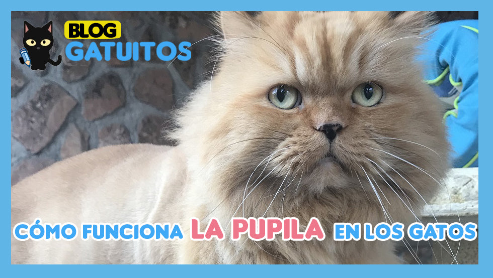 La pupila de un gato. Formas y funcionamiento
