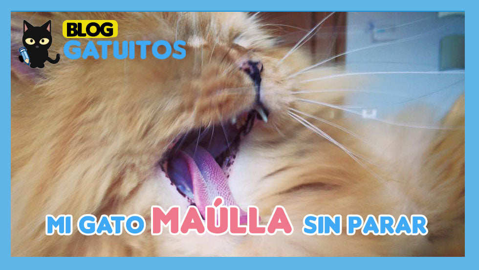 Mi gato maúlla sin parar, ¿por qué?