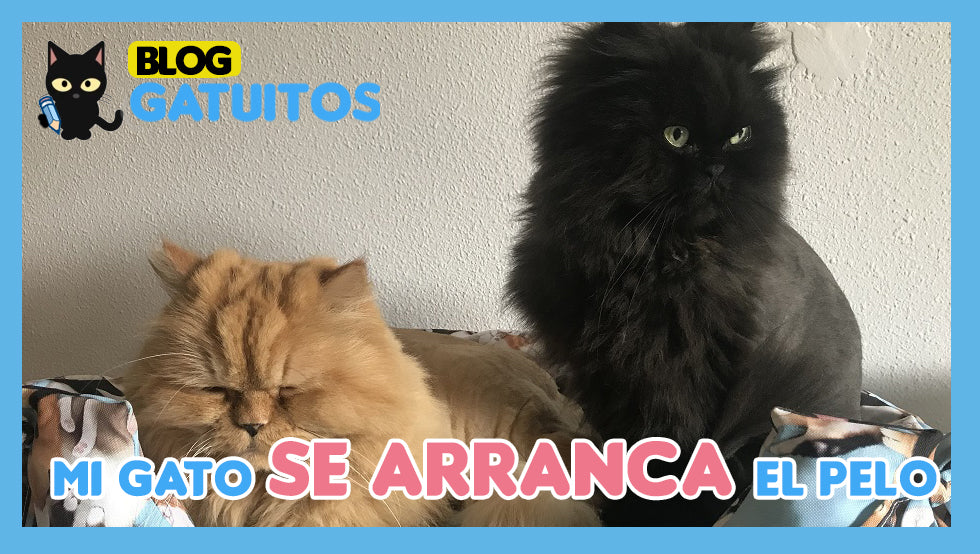 Mi gato se arranca el pelo. Causas