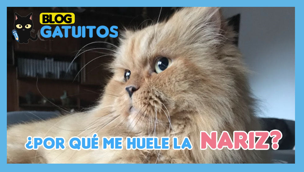 Mi gato me huele la nariz, ¿por qué?