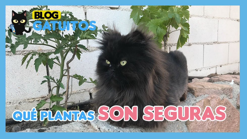Qué plantas son seguras para los gatos