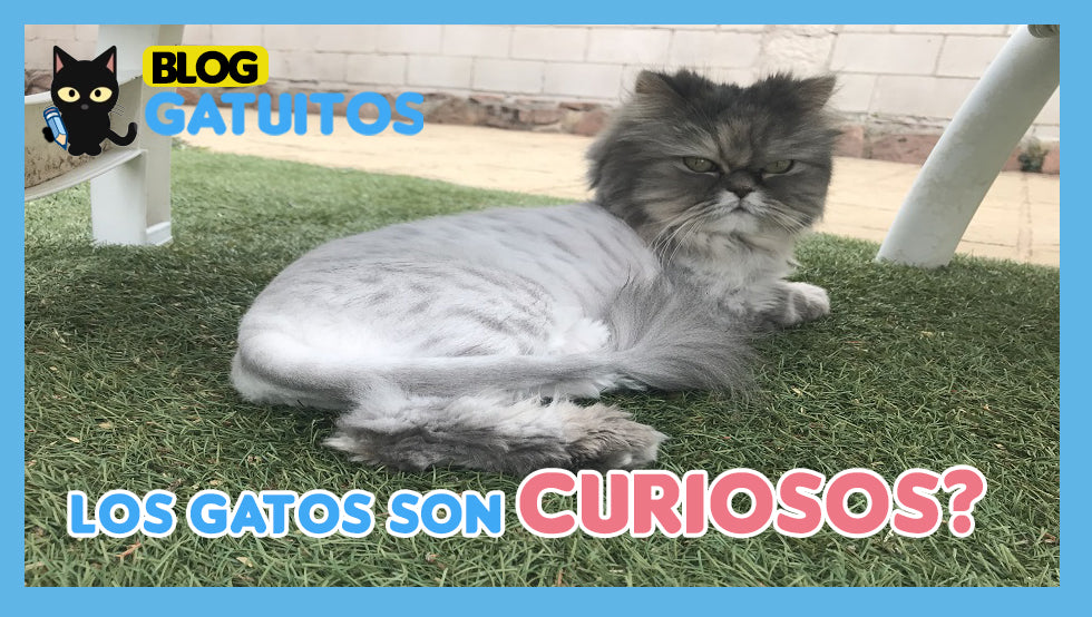 ¿Por qué los gatos son animales curiosos?