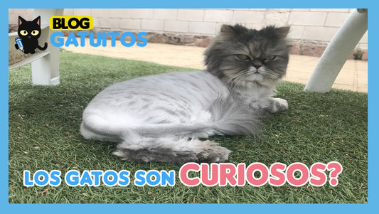 ¿Por qué los gatos son animales curiosos?