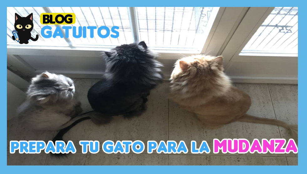 Consejos para hacer la mudanza con un gato