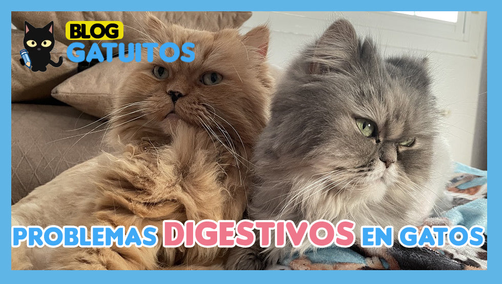 Problemas digestivos en gatos