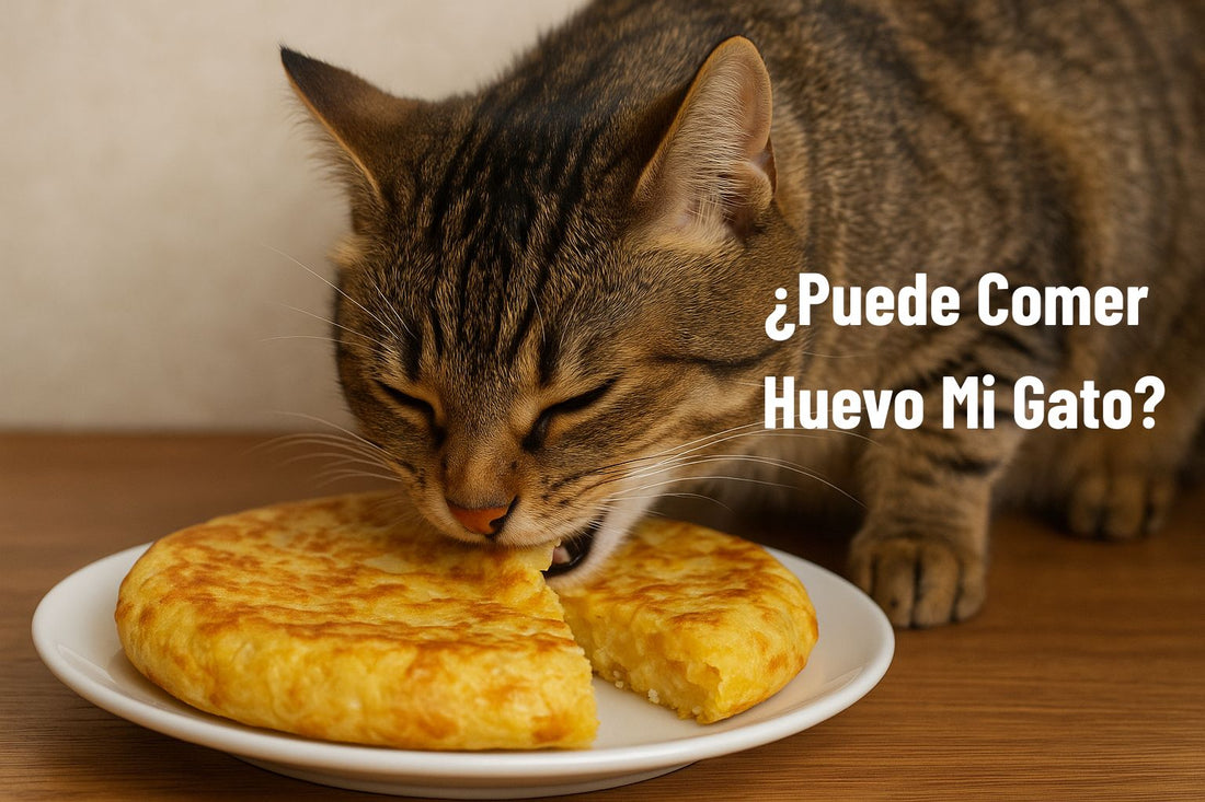 gatos comer huevo