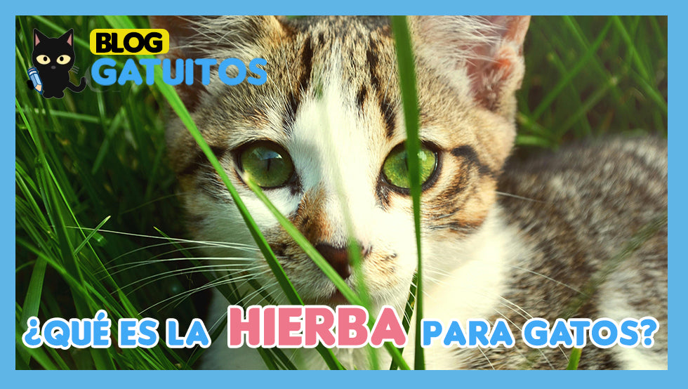 Hierba gatera para gatos - Todo sobre la planta y sus efectos