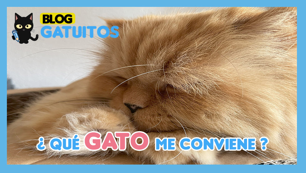 ¿Qué gato me conviene?