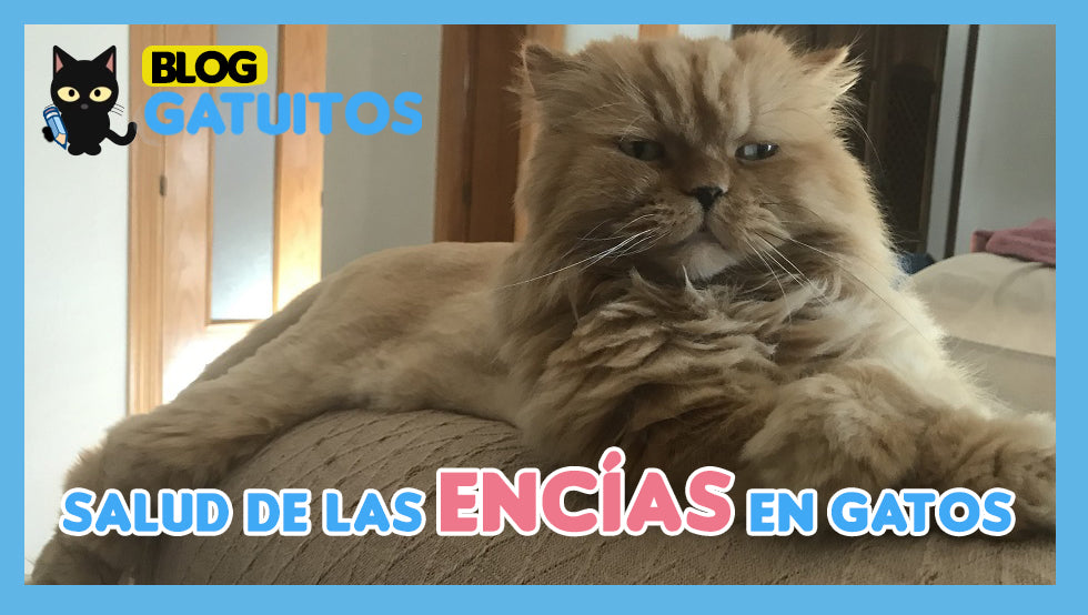 Salud de las encías en gatos. Enfermedades que pueden detectar