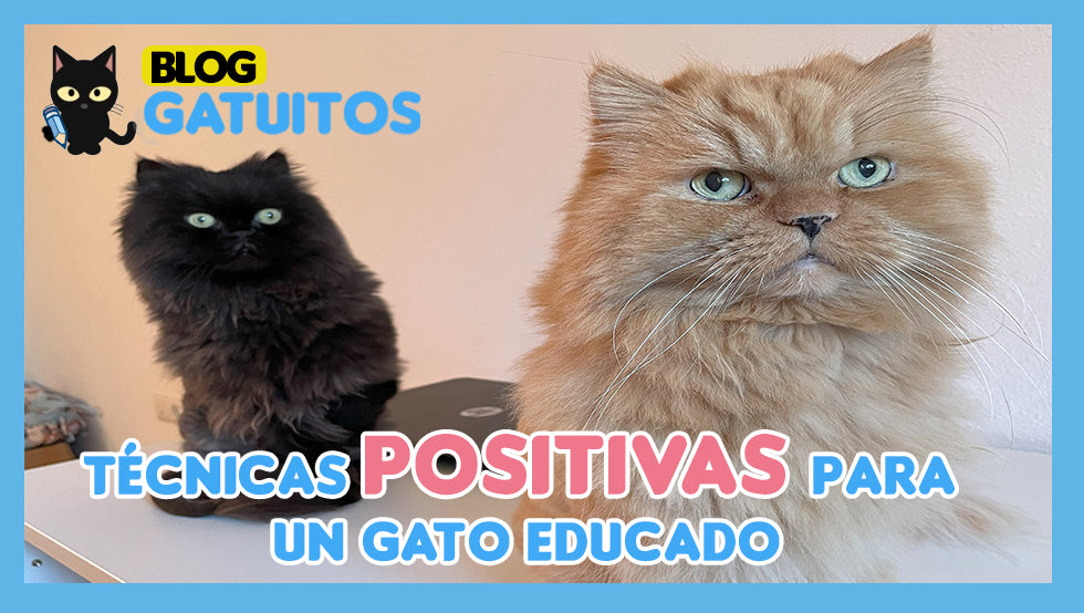 Técnicas positivas para un gato bien educado