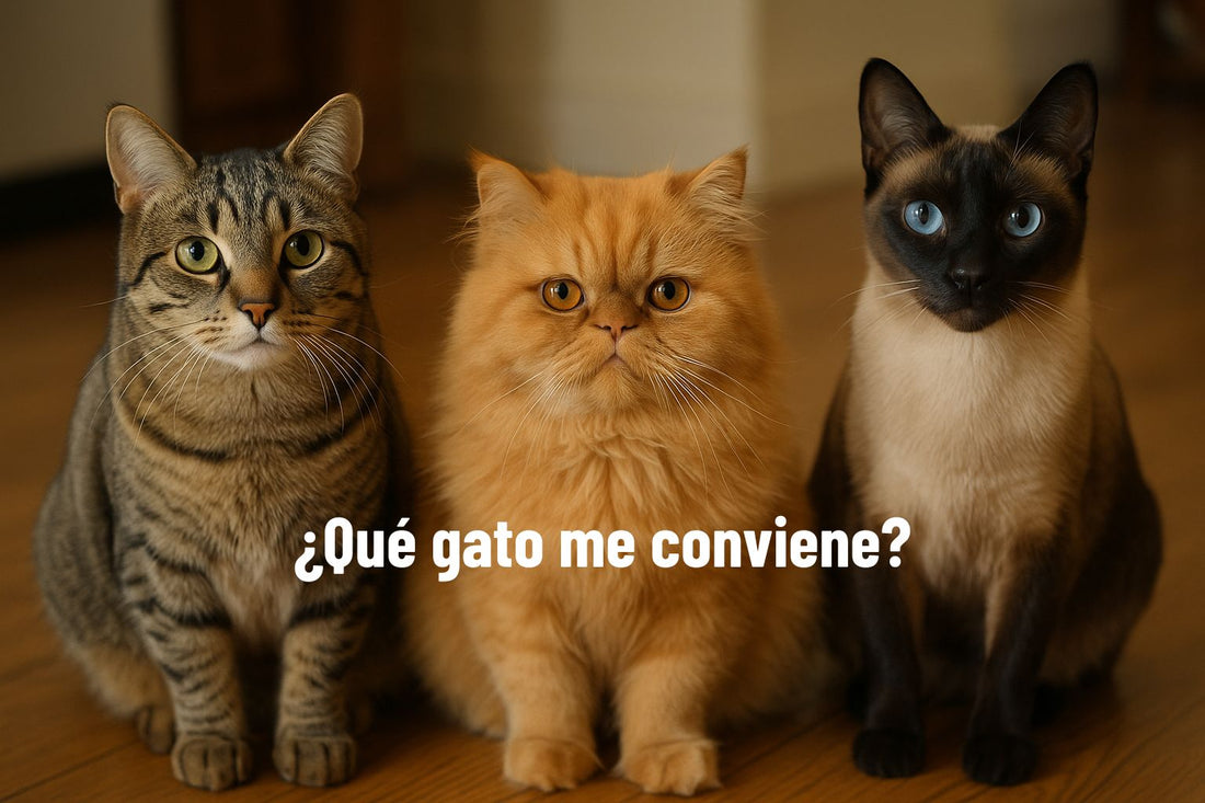 elegir gato