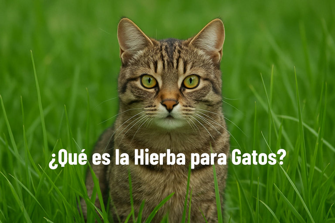 Hierba para gatos