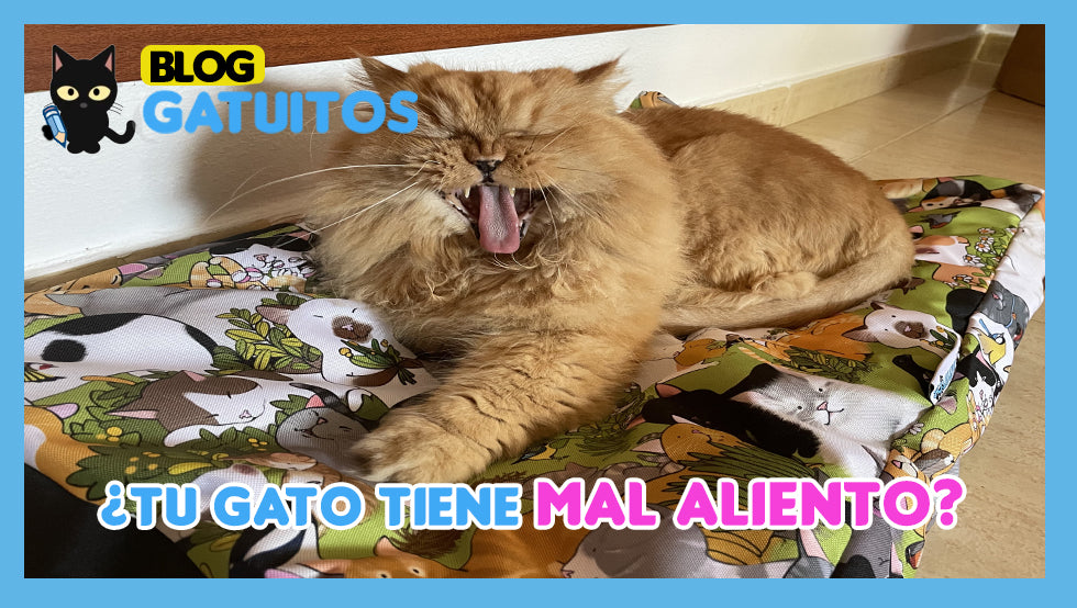 El gato tiene mal aliento: ¿Por qué y cómo evitarlo?
