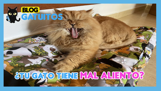 El gato tiene mal aliento: ¿Por qué y cómo evitarlo?