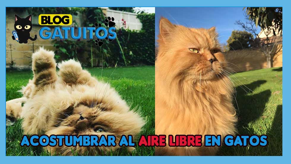 Acostumbrar a su gato a estar al aire libre: consejos e información