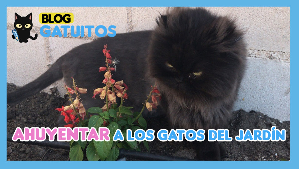 Ahuyentar a los gatos del jardín: remedios caseros inofensivos