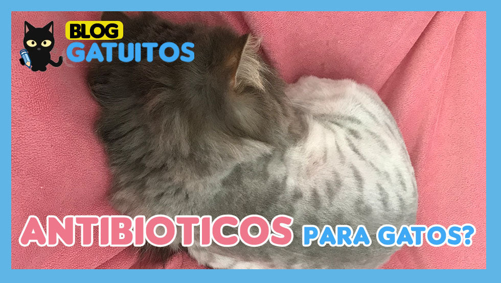 Antibióticos para gatos, ¿cuándo?