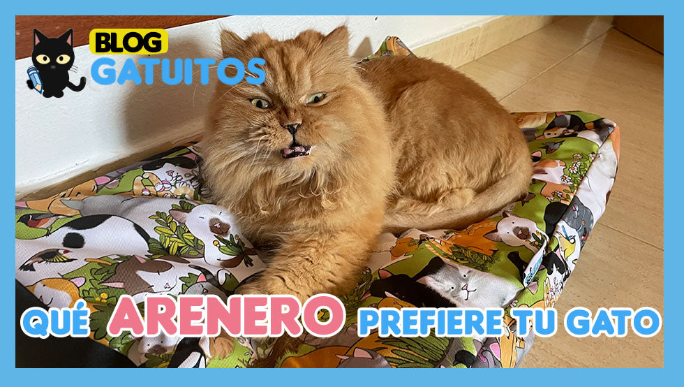 ¿Cuál es mejor la bandeja de arena o el cajón cubierto?