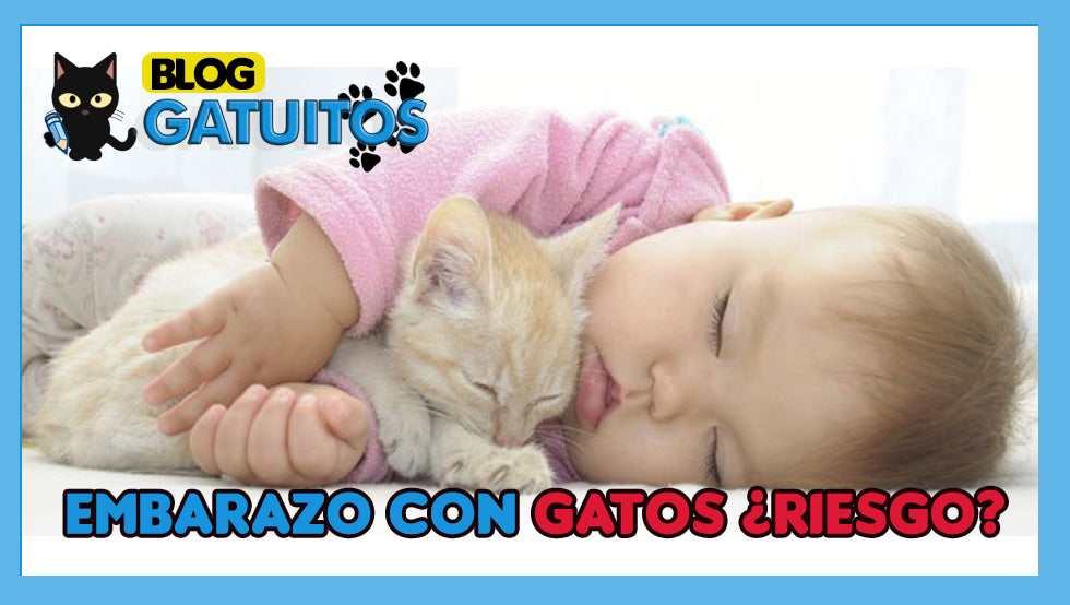 Gatos y embarazo, ¿Riesgos para las madres?  