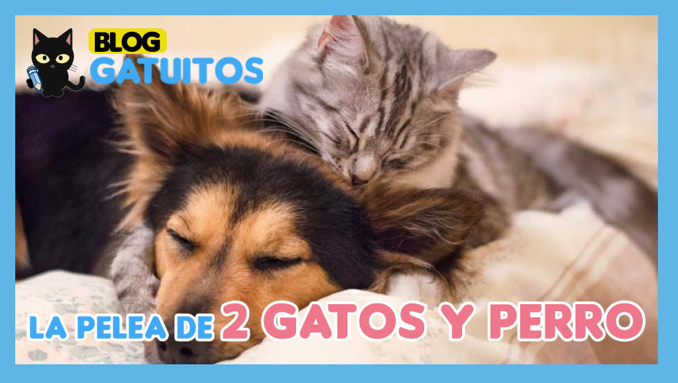 🗣️🙀 La comunicación más asombrosa con 2 gatos hermanos y una perrita