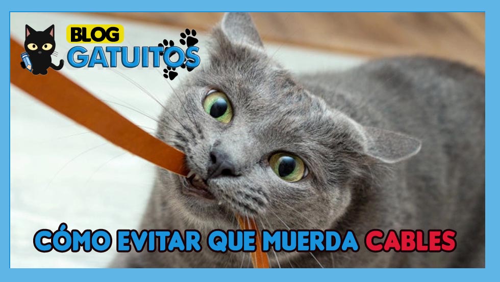 Evitar que tu gato muerda los cables
