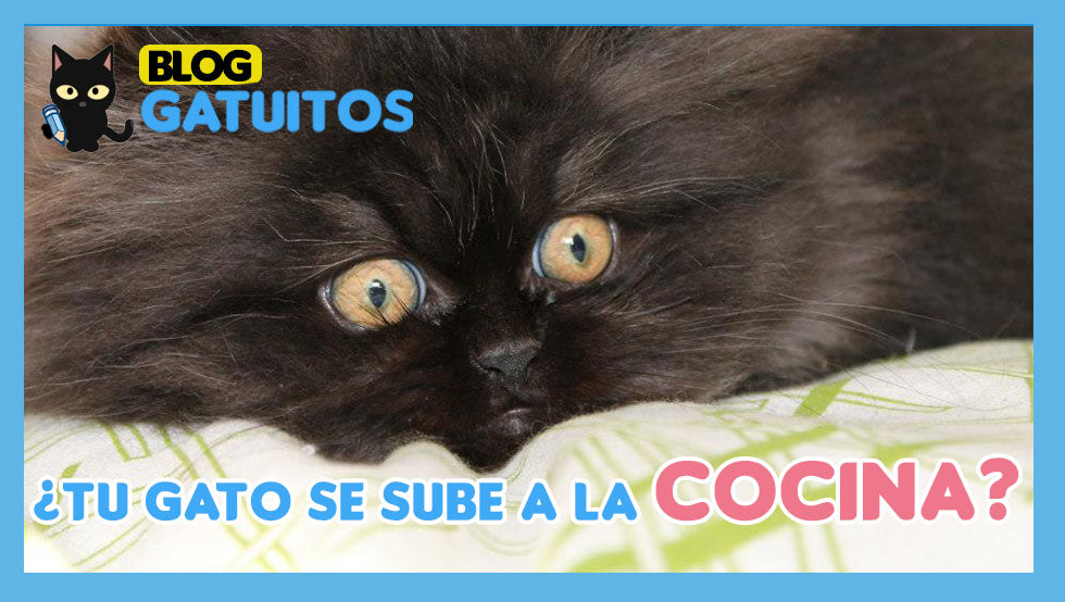 Evitar que tu gato suba a la cocina