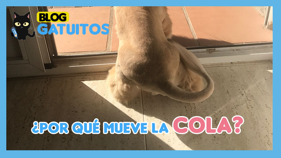 ¿Por qué mueve la cola?