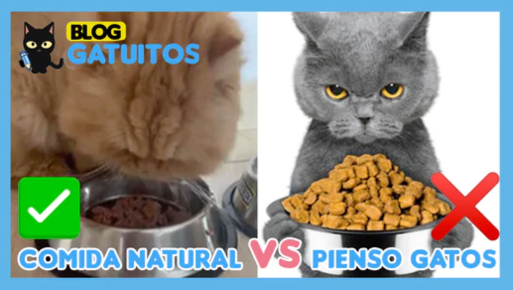 Esto he descubierto del pienso para gatos