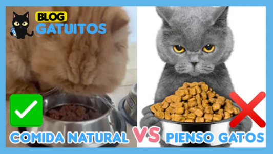 Esto he descubierto del pienso para gatos