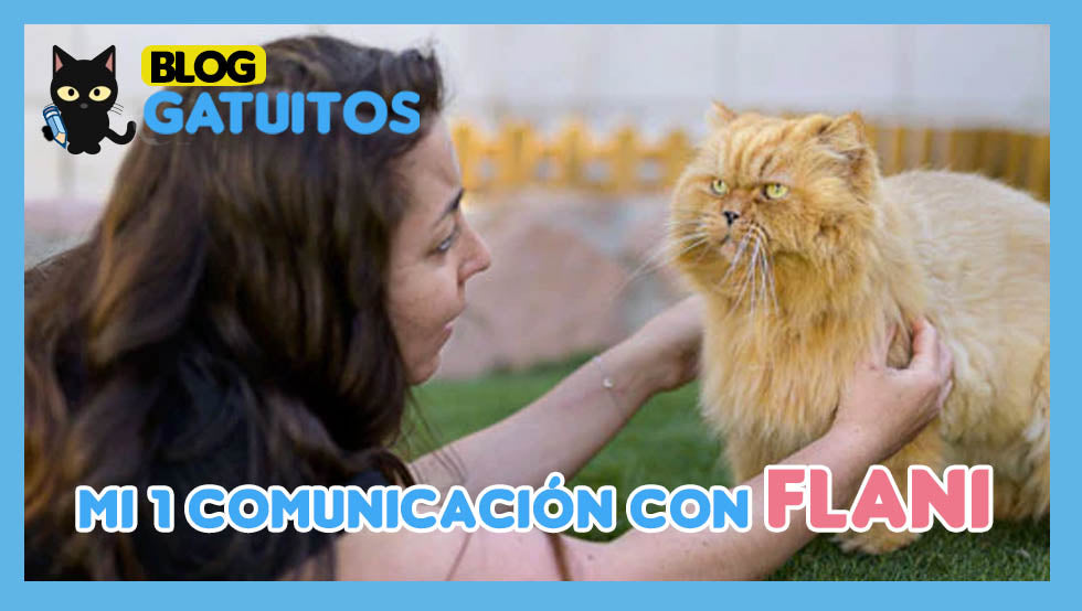 Mi primera comunicación con Flany – Gatuitos 🐈