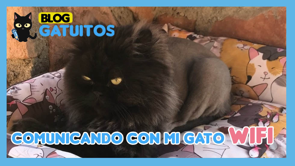 🗣️🐱 Hablando con mi otro gato, Wifi