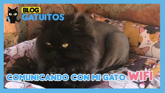 🗣️🐱 Hablando con mi otro gato, Wifi