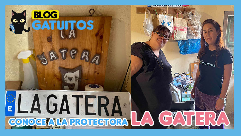 😻 Conociendo y donando material a la protectora "La Gatera"
