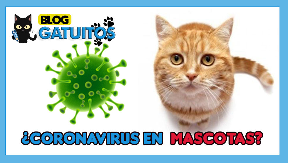 ¿Puede mi gato o perro contagiarme el coronavirus?