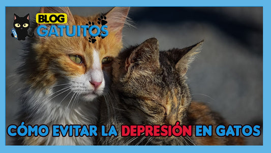 Cómo evitar la depresión en gatos